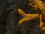 Sponges